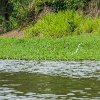 A Day in the Amazon River